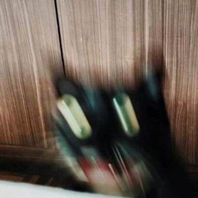 blurry picture of a black cat falling